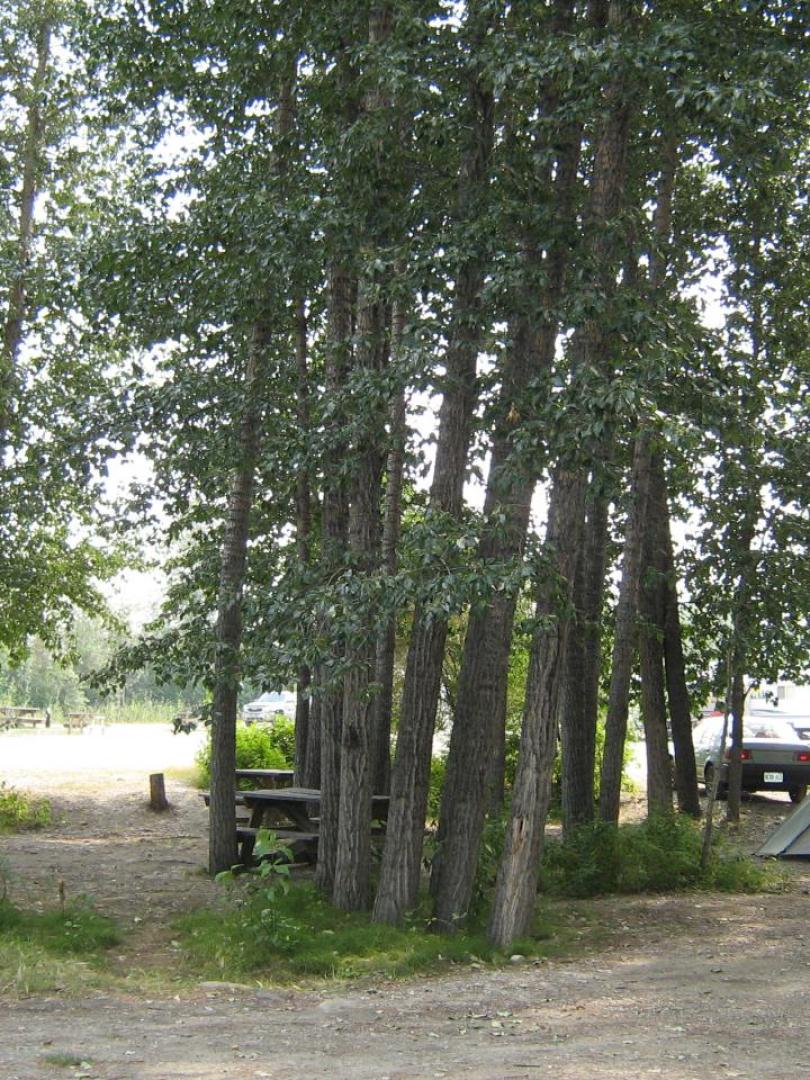 Dawson City RV Park and Campground Travel Yukon Yukon, Canada